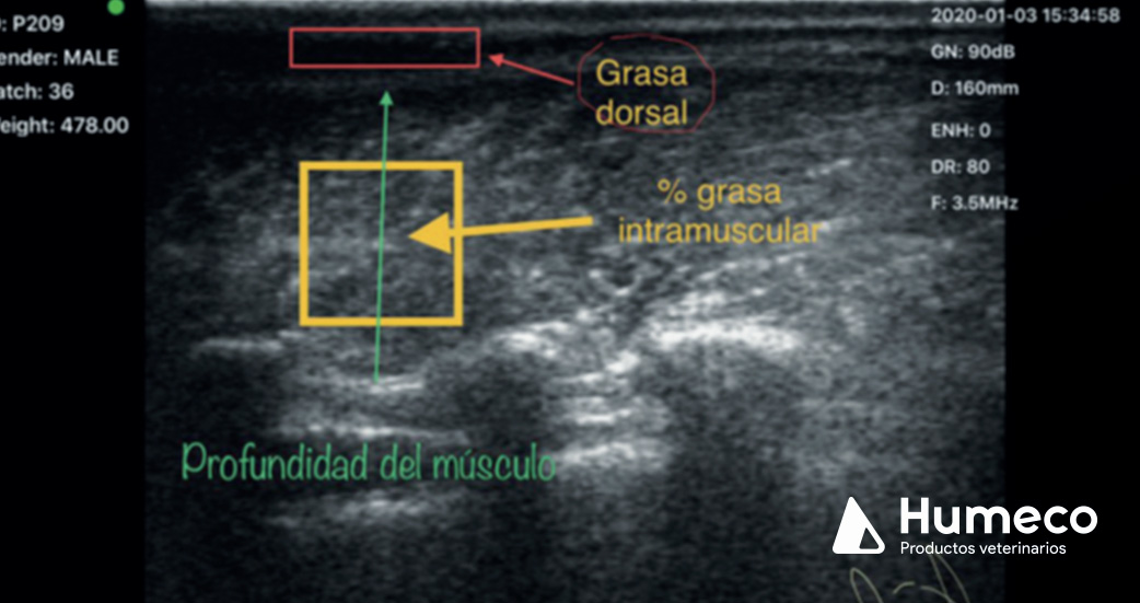 evaluacion carne