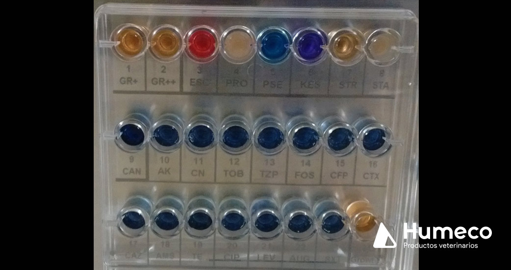 metodo colorimetrico para evaluar niveles de contaminacion bacteriana