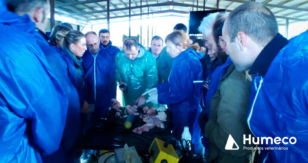 formacion veterinaria reproduccion del toro humeco