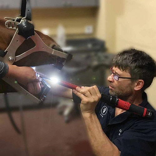 Odontología equina