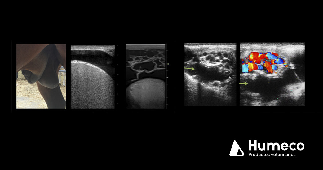 Avances en el diagnóstico ecográfico en medicina reproductiva equina: Nuevos enfoques