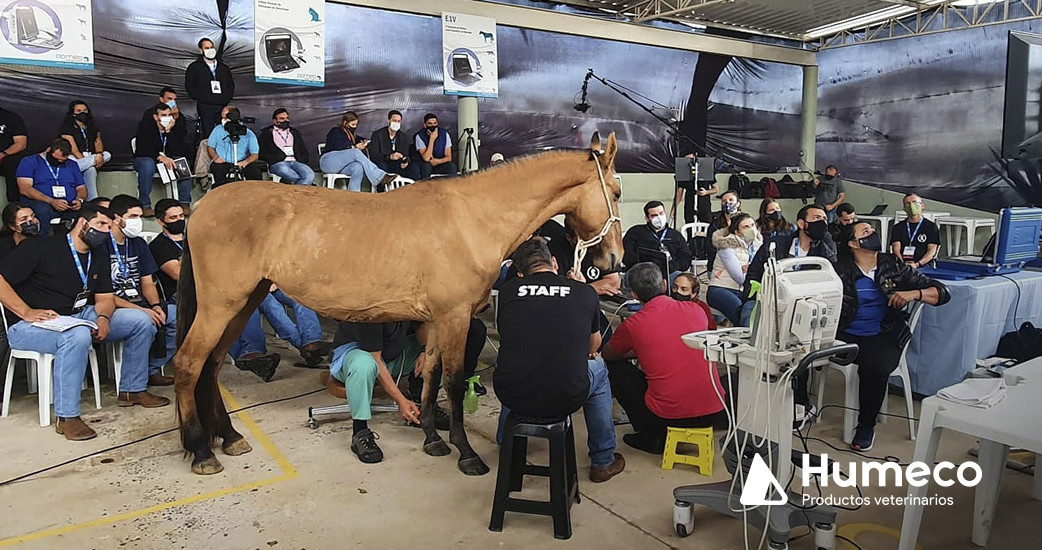 “Jaque-Mate”, la mayor formación continuada en el aparato locomotor equino de Latinoamérica llega a España