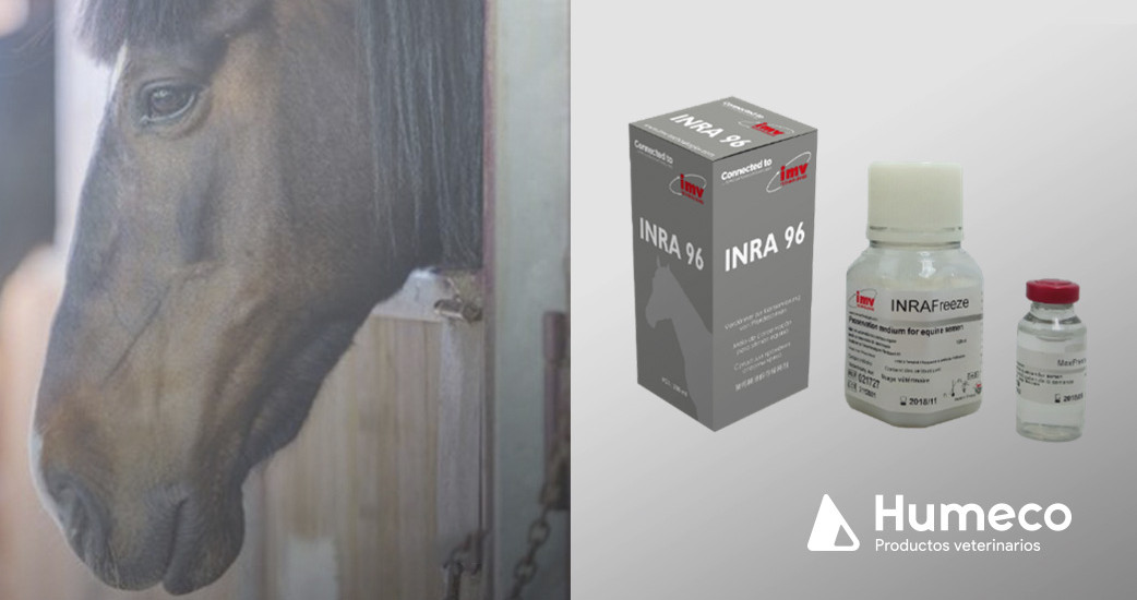 Semen equino: INRA 96, INRAFreeze y ECOOL Box