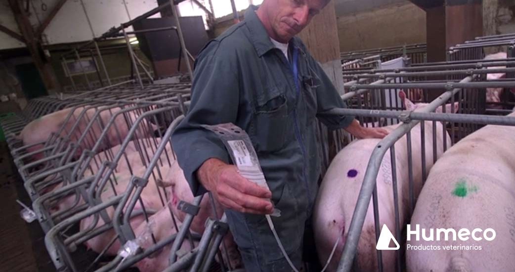 Control de la contaminación seminal del laboratorio a la granja con BactiBag®