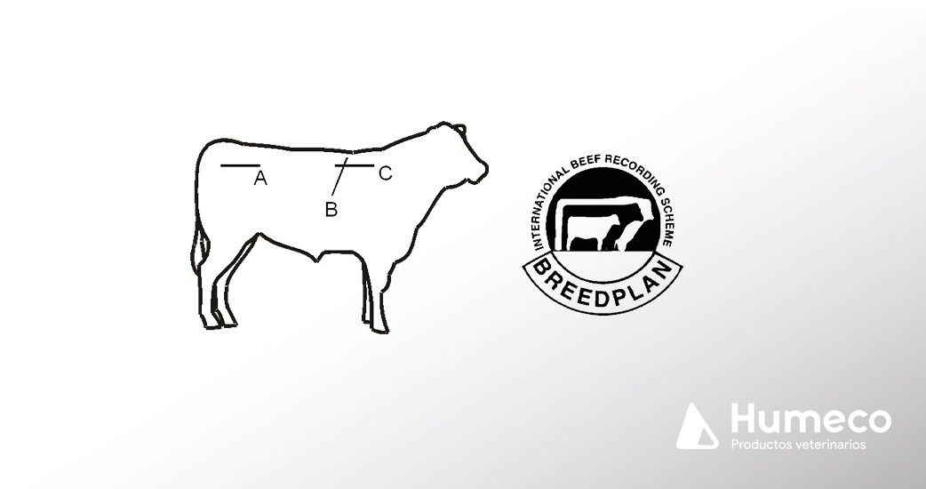 La clasificación de la carne en vacuno según el contenido de grasa intramuscular y la certificación del animal