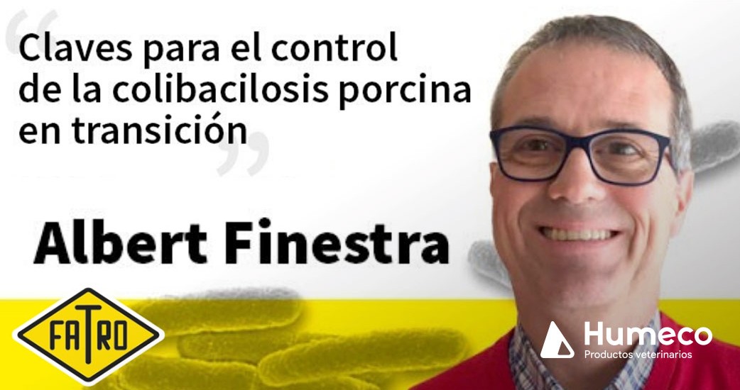 Claves para el control de la Colibacilosis porcina en transición