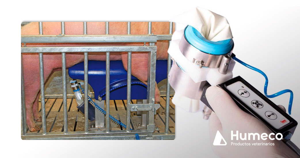 Collectis, un sistema de colecta que aumenta la productividad y calidad del semen porcino