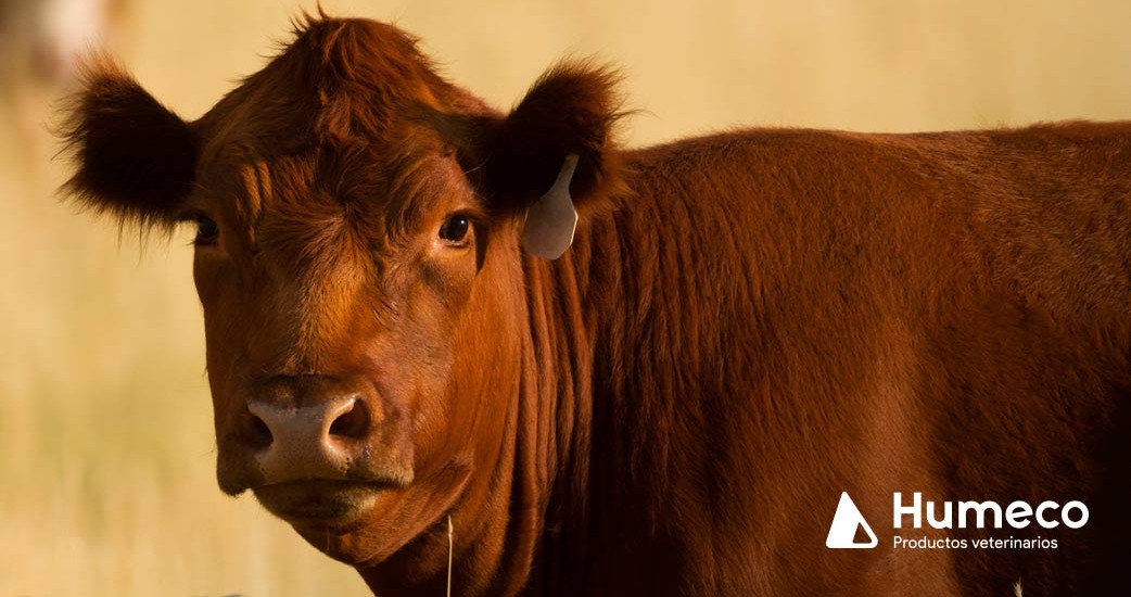 Curso de Evaluación Reproductiva del Toro y presentación de Clarifide® por parte de Zoetis