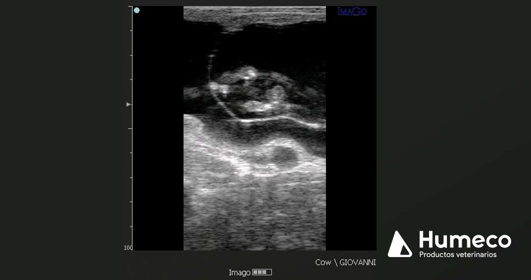 Determinación del sexo fetal bovino: posicionamiento del feto por sexo en cuerno izquierdo/derecho