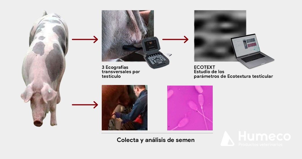 Nuevos parámetros de ecotextura para evaluar el parénquima testicular en verracos