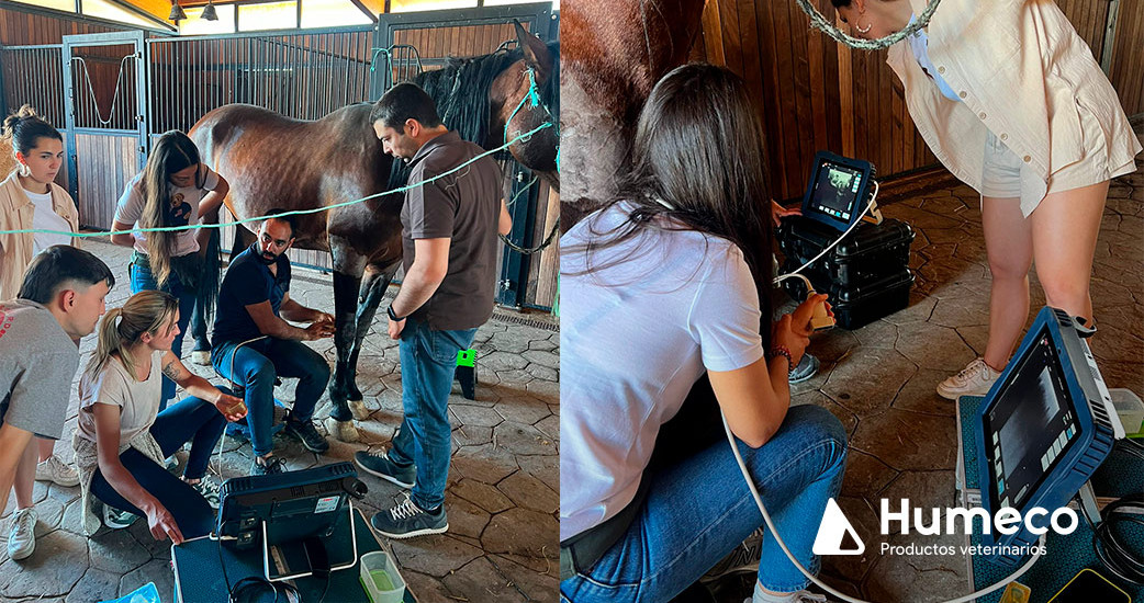 Humeco se vuelca con la formación sobre el aparato locomotor equino