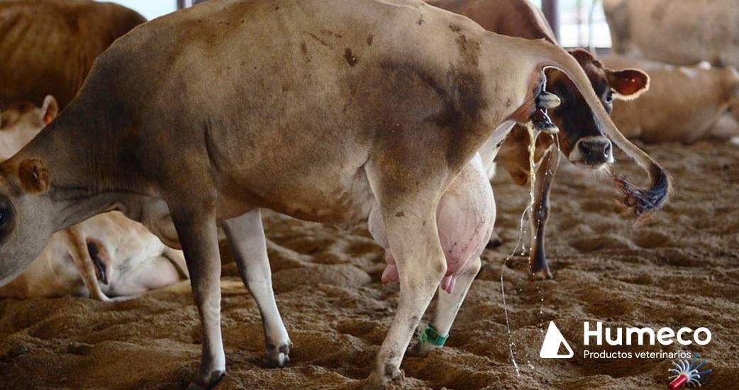 Tecnología para la detección de partos en las vacas