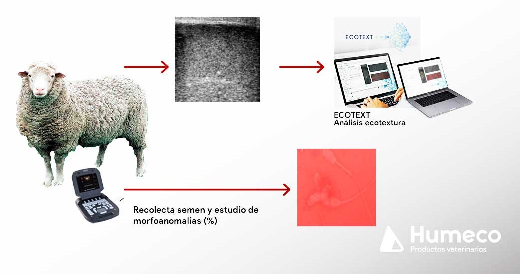 Nuevos parámetros de ecotextura para evaluar el parénquima testicular en moruecos