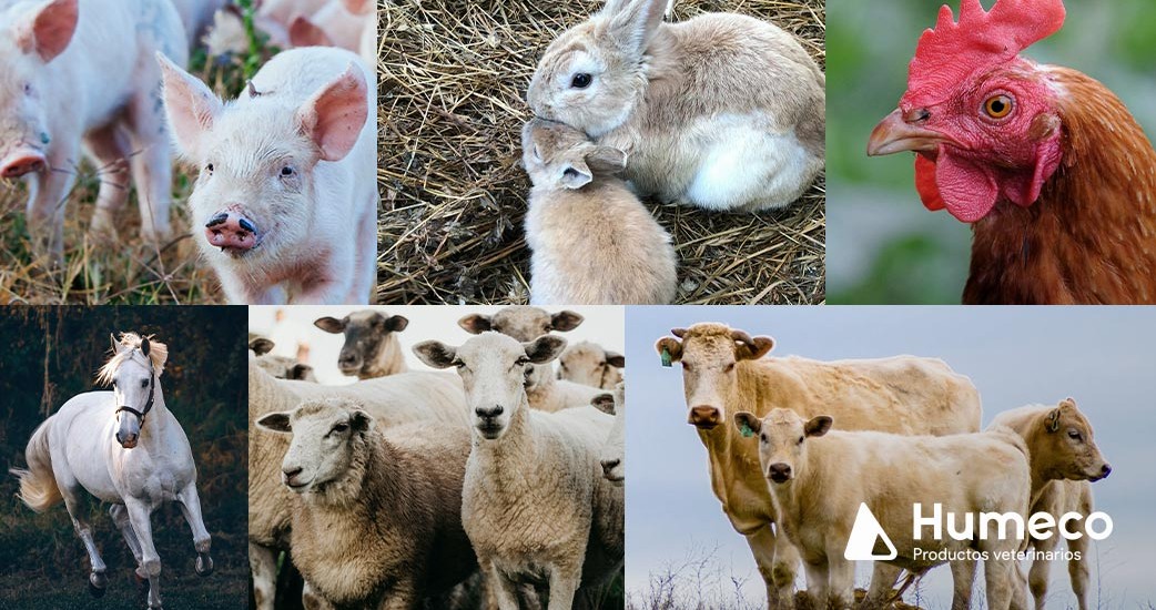 Listado de las enfermedades más relevantes en sanidad animal