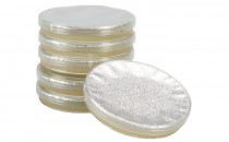 Placas con medio de cultivo Muller Hinton Agar