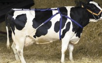 Prolapso para vacas nylon
