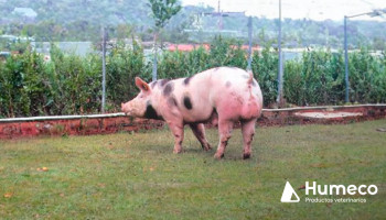 Mejora la calidad del esperma porcino con Boarsemen
