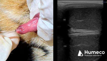 El software Ecotext utilizado en estudios con animales salvajes