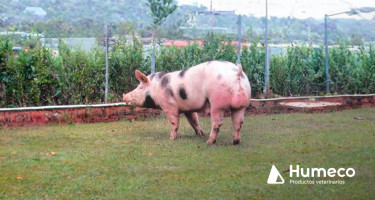 Mejora la calidad del esperma porcino con Boarsemen