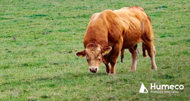 Valoración de reproductores de monta natural