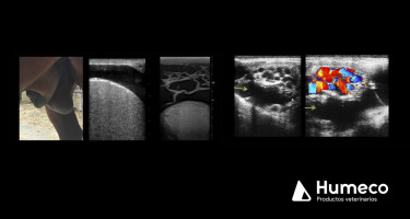 Avances en el diagnóstico ecográfico en medicina reproductiva equina: Nuevos enfoques