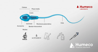 El análisis de morfología espermática