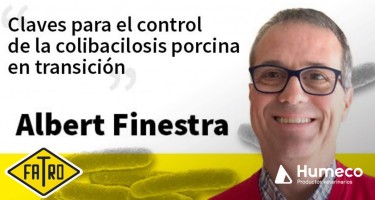 Claves para el control de la Colibacilosis porcina en transición