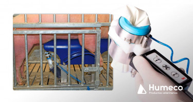 Collectis, un sistema de colecta que aumenta la productividad y calidad del semen porcino