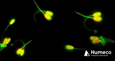 La contaminación bacteriana en los eyaculados y la Citometría de Flujo