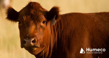 Curso de Evaluación Reproductiva del Toro y presentación de Clarifide® por parte de Zoetis