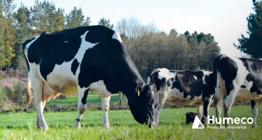 Deficiencia de Oligoelementos en Ganado Vacuno en España