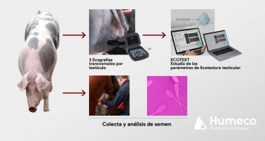 Nuevos parámetros de ecotextura para evaluar el parénquima testicular en verracos