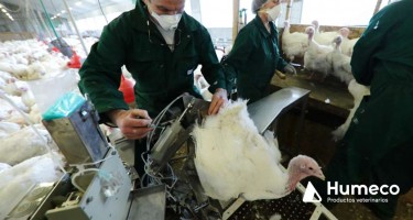 Nuevo equipo para un óptimo confort en la inseminación de pavas