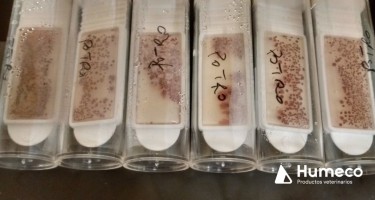 Herramientas rápidas para la detección de bacterias y el antibiograma