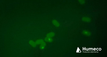 Nueva técnica en el Laboratorio de Humeco: la Hibridación in situ de cromosomas