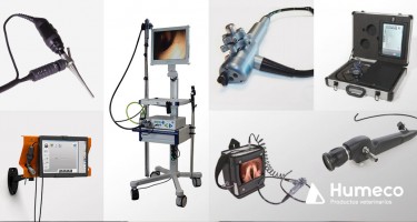 Equipos de endoscopia en veterinaria, óptimos para diagnósticos