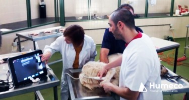 Colaboramos en el curso: Bases y Fundamentos de la Técnica EPI® en lesiones de tendones, ligamentos y tejidos blandos en veterinaria