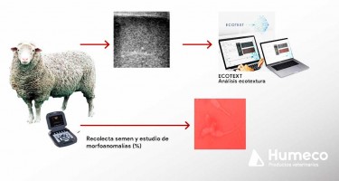 Nuevos parámetros de ecotextura para evaluar el parénquima testicular en moruecos