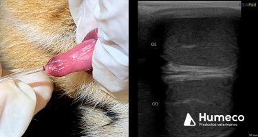 El software Ecotext utilizado en estudios con animales salvajes