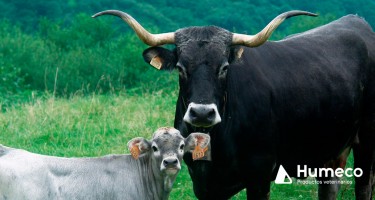 Catálogo Oficial de Razas de Ganado de España