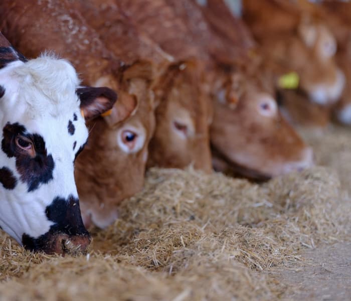 Auditoría y asesoría