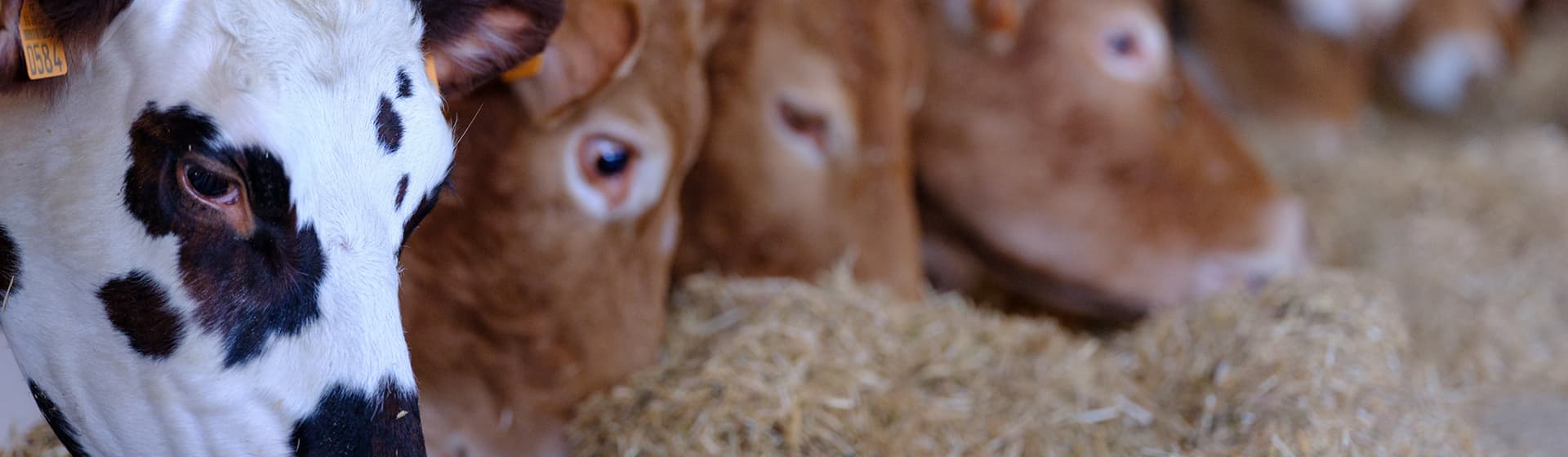 Default category header image