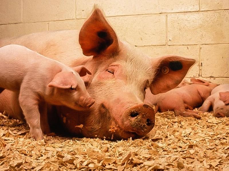 Humeco Jornada Internacional Científico-Técnica de Reproducción Porcina