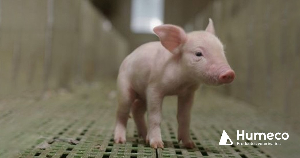 Efectos positivos de una bebida isotónica proteica en la salud intestinal de los cerdos