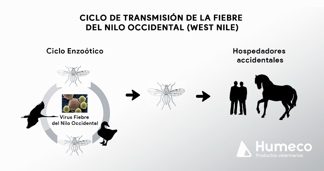 Vigilancia de la Fiebre del Nilo Occidental (West Nile Fever)