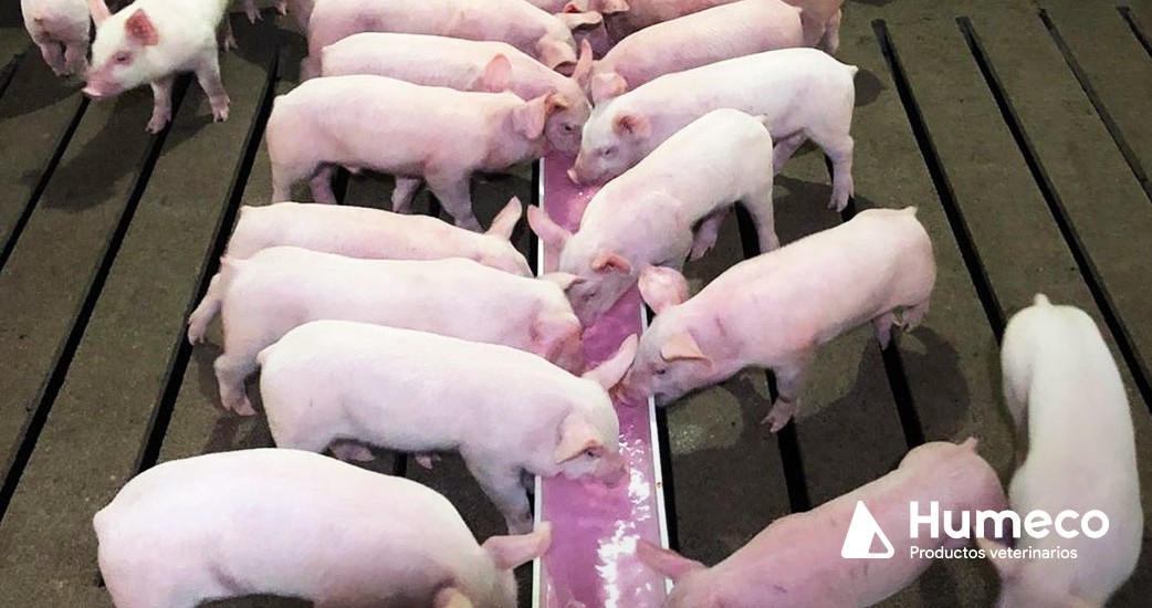 Consiga que los lechones tengan un buen arranque después del destete con Tonisity PxW