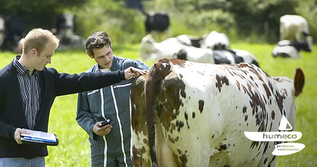 Monitorización veterinaria: ¿Todavía no conoces Medria?