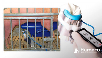 Collectis, un sistema de colecta que aumenta la productividad y calidad del semen porcino