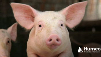 Herramienta para el cálculo del contenido en nitrógeno de los estiércoles generados en las explotaciones porcinas de cebo en Aragón