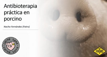 Antibioterapia práctica en porcino, un interesante webinar de Fatro
